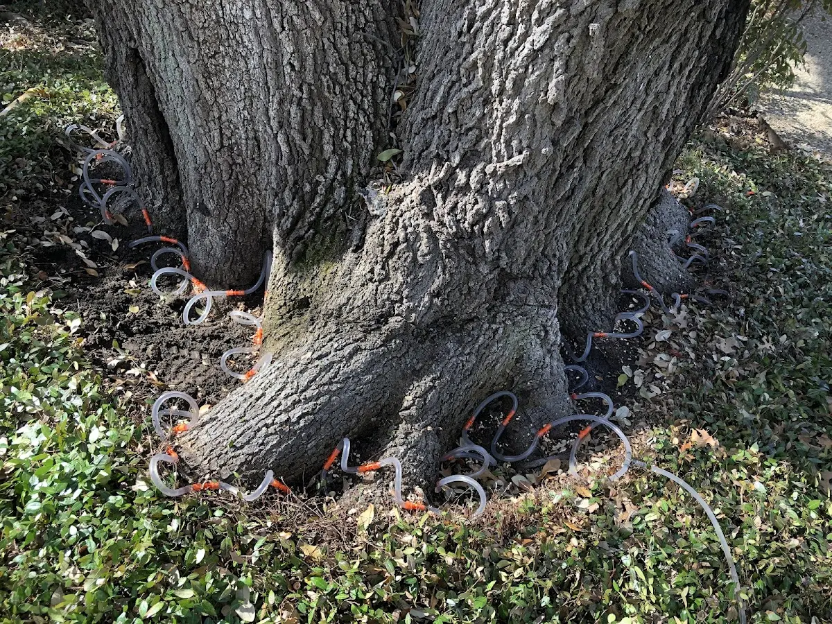 Detailed Tree Cabling and Bracing job site in Natalbany